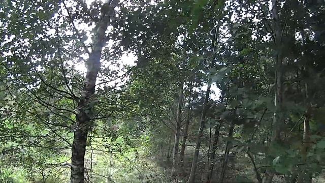 Поход за грибами 2021. Расчищаем ручей от кустарника. смотреть онлайн