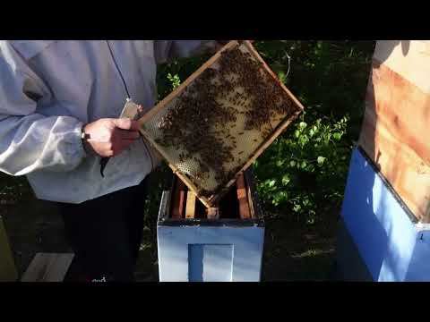 будет ли роиться точек? смотреть онлайн