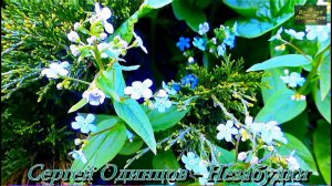 Сергей Одинцов - Незабудки