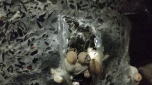 Вешенка Королевская. Бизнес на выращивании грибов Вешенка. Еринги.Mushroom picking.