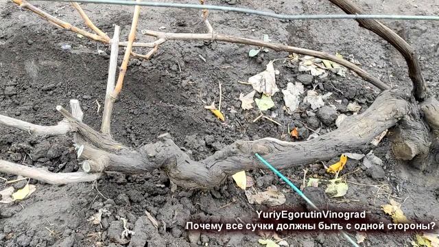 ? Почему все сучки замещения должны быть наружными. Основное правило обрезки. смотреть онлайн