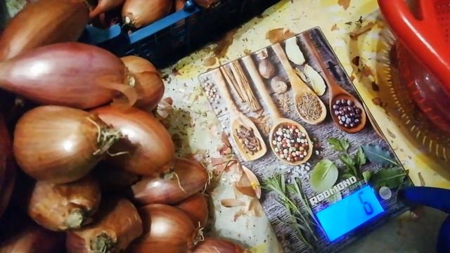 ЛУК ШАЛОТ СОРОКОЗУБКА//УРОЖАЙ 2021//ХРАНЕНИЕ//#6# смотреть онлайн