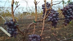 Кишмиш Сказка