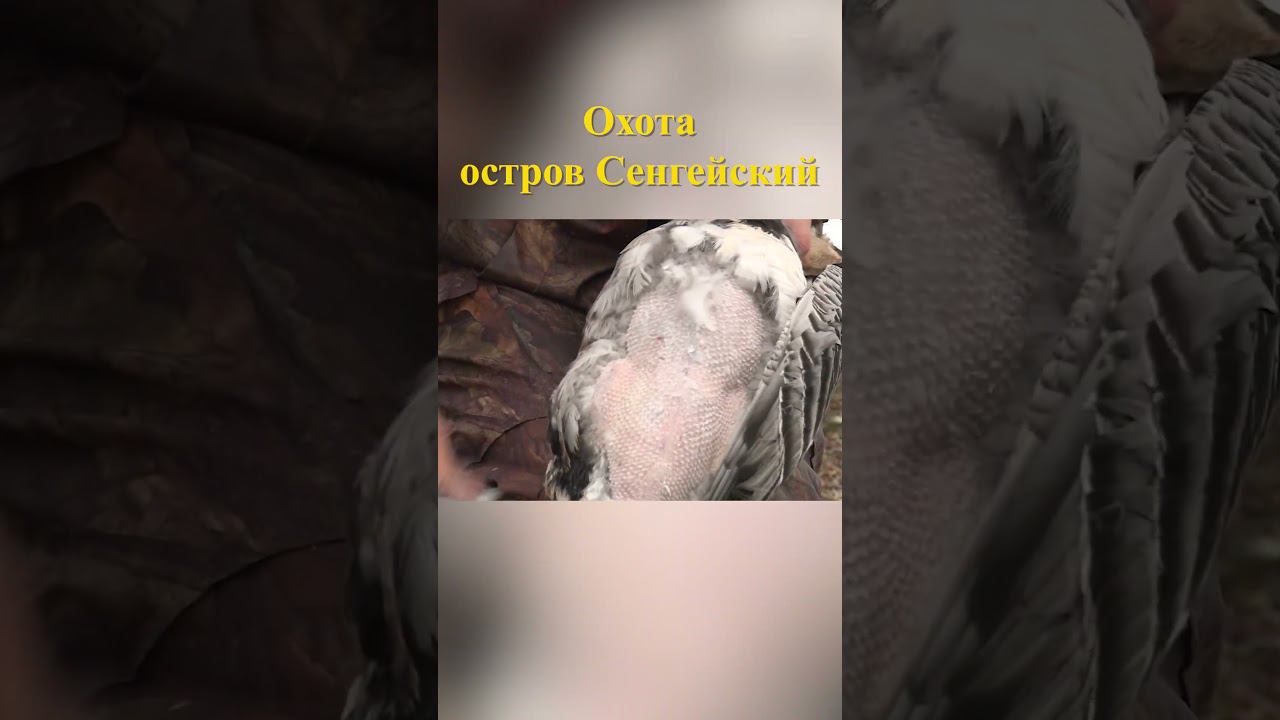 Охота на острове Сенгейский 22 #охотавроссии #охотанагуся смотреть онлайн