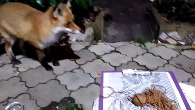 Экспресс курс по вязанию для лисы смотреть онлайн