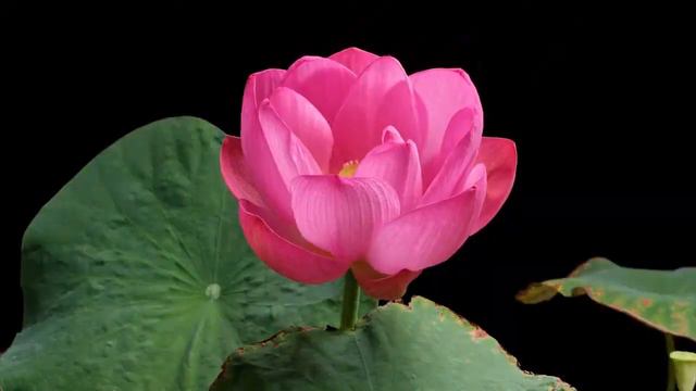 DOEBEL | Nature In Bloom | Time Lapse Flowers Blooming Beautiful Inspiring Instrumental Piano Music смотреть онлайн