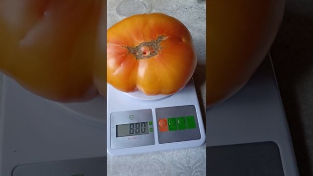 Медовый салют. Сорт. смотреть онлайн