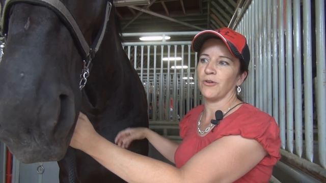Horse breed 101 - The Percheron смотреть онлайн