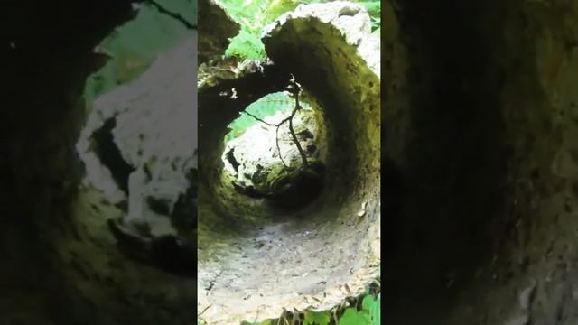 Пробковый дуб в Сочи #short смотреть онлайн