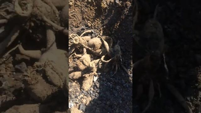 ГЕОРГИНЫ секрет правильной посадки и уход весной.Высадка в открытый грунт!!! смотреть онлайн
