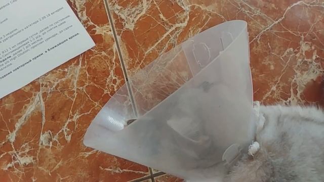 КОШАЧИЙ VLOG: КАК ПРОХОДИТ ЛЕЧЕНИЕ У МУРЗИКА смотреть онлайн