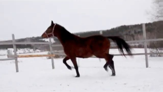 Тракененский жеребец Повелитель 2017 г.р смотреть онлайн