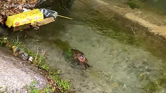 Неугомонная водяная крыса строит дом в центре города смотреть онлайн