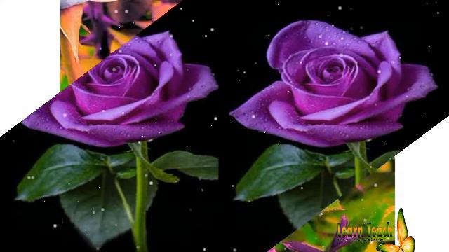 Best top 60 violet rose| purple violet rose Collections -2017 смотреть онлайн