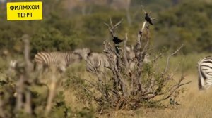 Олами Хайвонот! Тудаи Шерҳо да биëбони Африка