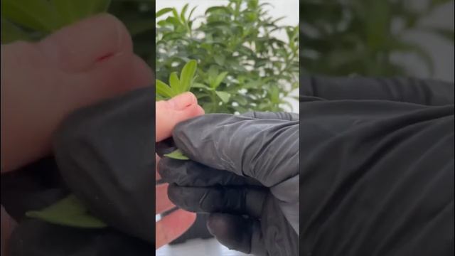 КАЛИБРАХОА , черенкование. #калибрахоа#укоренениечеренков#сад#greensad_ekb#дача#клумба смотреть онлайн