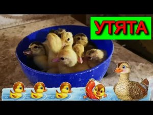 УТЯТА весь ПРОЦЕСС вывода ИНКУБАЦИЯ мускусная утка ИНДОУТКА