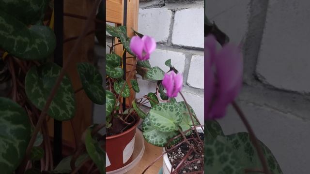 Зацветают альпийские фиалки (Cyclamen purpursscens) - аромат ландышами. Цикламен. смотреть онлайн