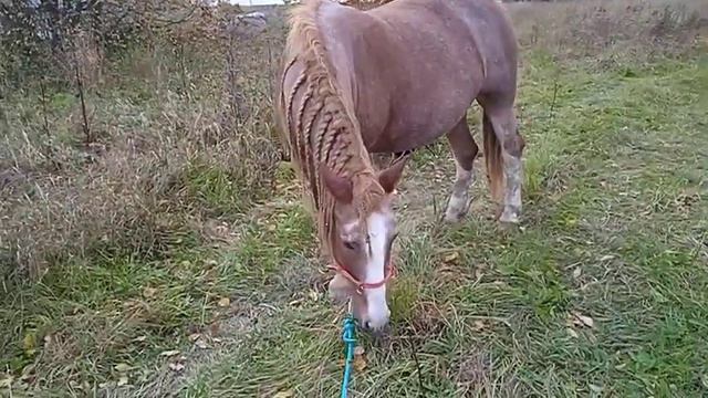 Для чего нужно гулять с лошадьми не в седле. смотреть онлайн