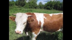 Бык симментальской породы