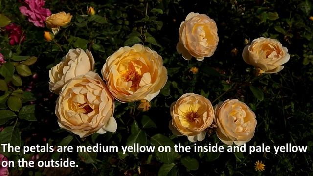 Jude the Obscure Rose - my favorite, blooms non-stop, adorable fragrance. смотреть онлайн