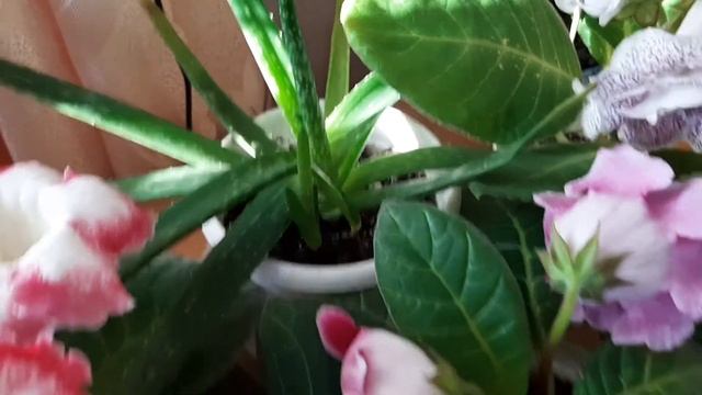 Глоксинии!Новые сеянцы ,сорта и просто красота! смотреть онлайн