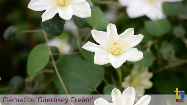 Clématite 'Guernsey Cream' смотреть онлайн