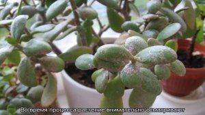 Болезни денежного дерева — как реанимировать