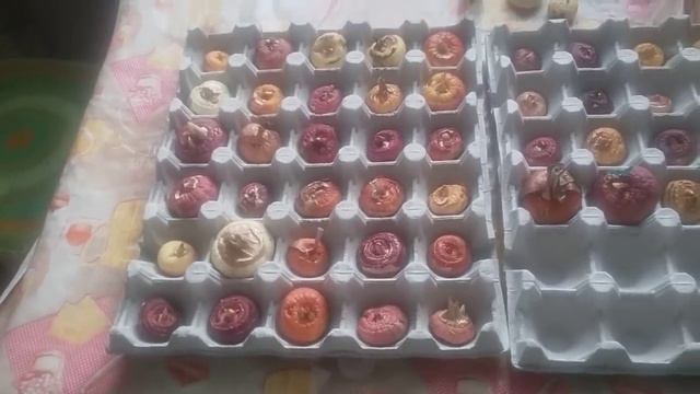 ГЛАДИОЛУСЫ. Когда доставать для проращивания? Сухая выгонка