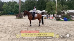 Осаживание лошади. Конный спорт. Выездка. Верховая езда