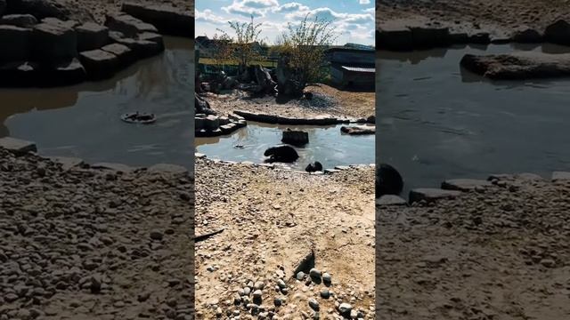 Ля какие)? Это нутрии, видео есть где одна близко прям)) обожаю ? #крысы #нутрия #калининград смотреть онлайн