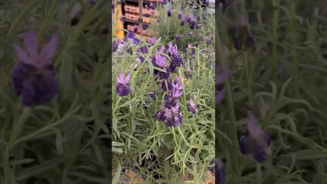 LAVENDER PLANT TOUR 🪴🪴🪴/ Vlog #K99 смотреть онлайн
