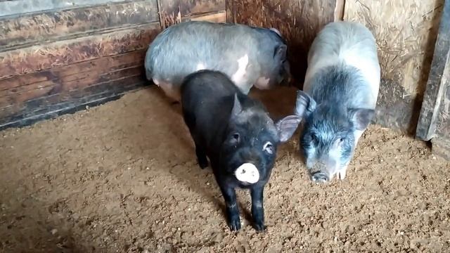 Дюрок Жорка его жены и дети от вьетнамской свиноматки // Уколы будущим свиноматкам смотреть онлайн