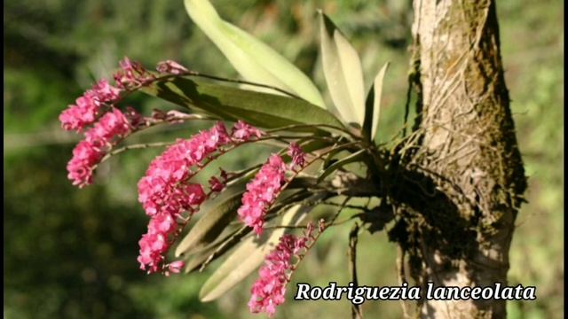 Орхидеи Амазонии смотреть онлайн