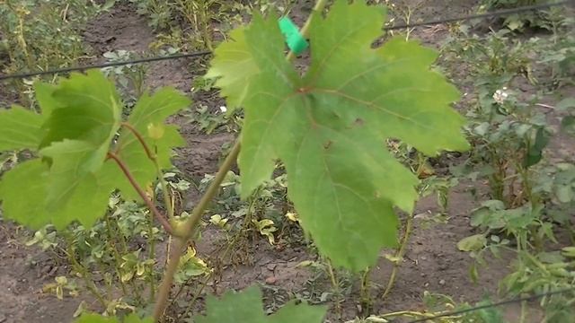 Антракноз на молодых саженцах смотреть онлайн