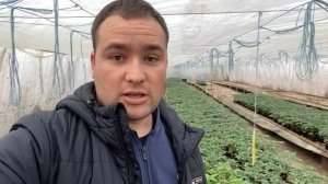 "ВОТ ЧТО ДЕЛАЕТ ТУР!"  делаем красивую рассаду