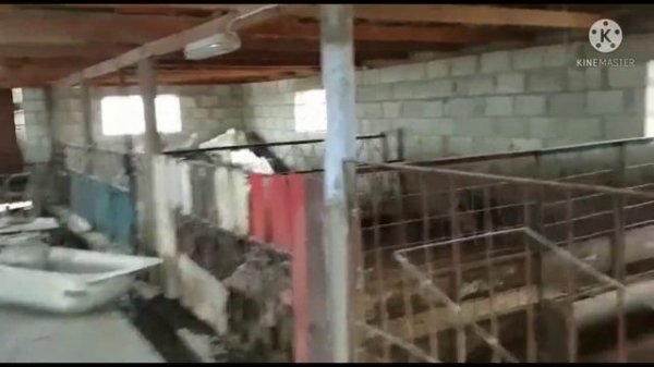 СУПЕР САРАЙ ДЛЯ СВИНЕЙ‼️‼️‼️СТОИМОСТЬЮ 6 ТЫСЯЧ ЕВРО