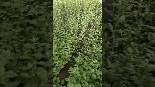 Хризантема на доращивании. Лето 2022 г. #chrysanthemumflower #хризантема смотреть онлайн