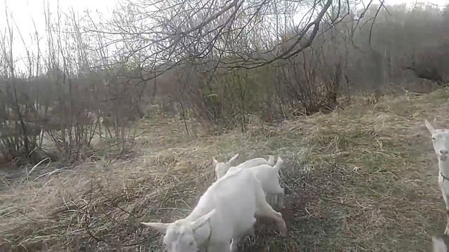 Украли козлят!!! смотреть онлайн