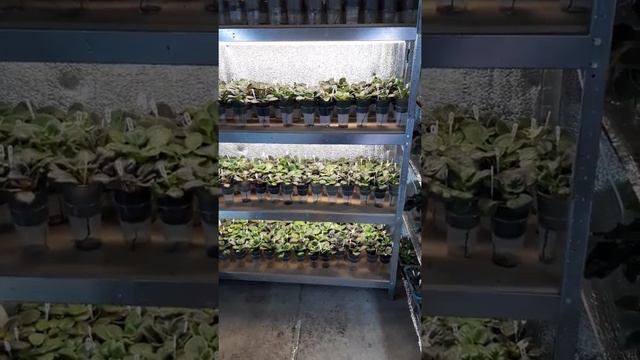 Фіалкова Майстерня смотреть онлайн