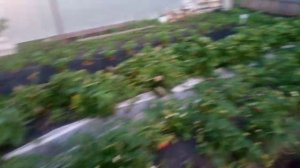 Сколько можно заработать на 5 сотках выращивая клубнику