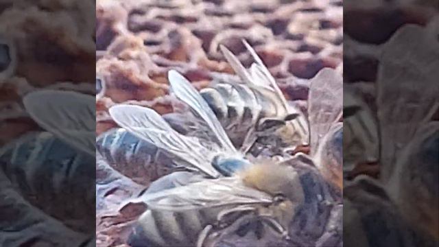 Крупный план пчел от 05.10.2023 смотреть онлайн