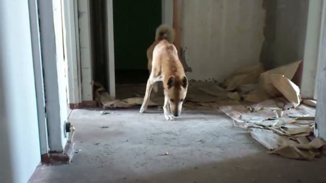 Припять как западня: собака смотреть онлайн