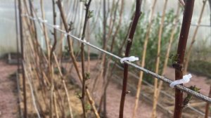 Малина "Желтый гигант". Выращивание малины на шпалере