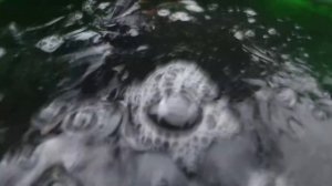 перевозка  малька форели проводится с кислородом . Как перевозят живую рыбу