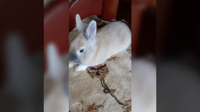 много фото моего кролика Персика!??❤ смотреть онлайн