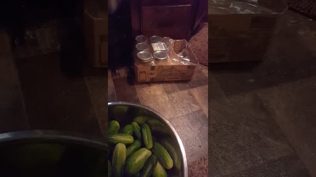 Pickle Frenzy смотреть онлайн