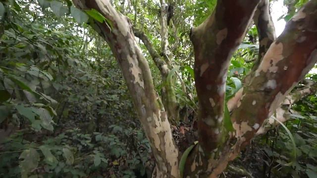 Caminando por un volcán activo en Costa Rica | VOLCÁN ARENAL 🌋🇨🇷 смотреть онлайн