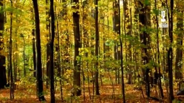 Детские Жёлтый Слон смотреть онлайн