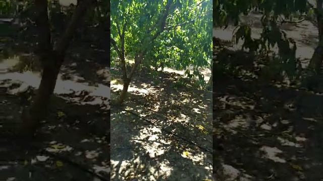 Нектарины в нашем саду! Самый крупный, еле в ладошку помещается!!! смотреть онлайн